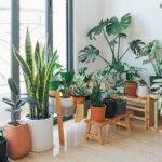 indoor plants