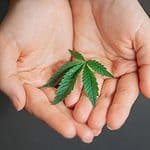 cannabis on hand