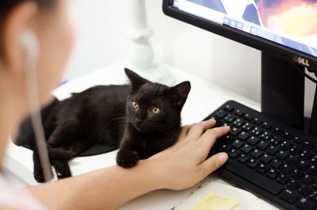 JAPANESE OFFICE CATS
